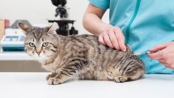 Вакцинация животного: котенка, кота, щенка, кошки, собаки, мелкого домашнего животного