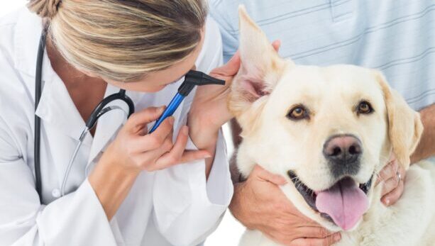 Прием ветеринарного врача