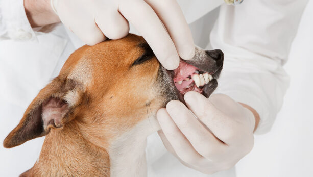 Стоматология собака