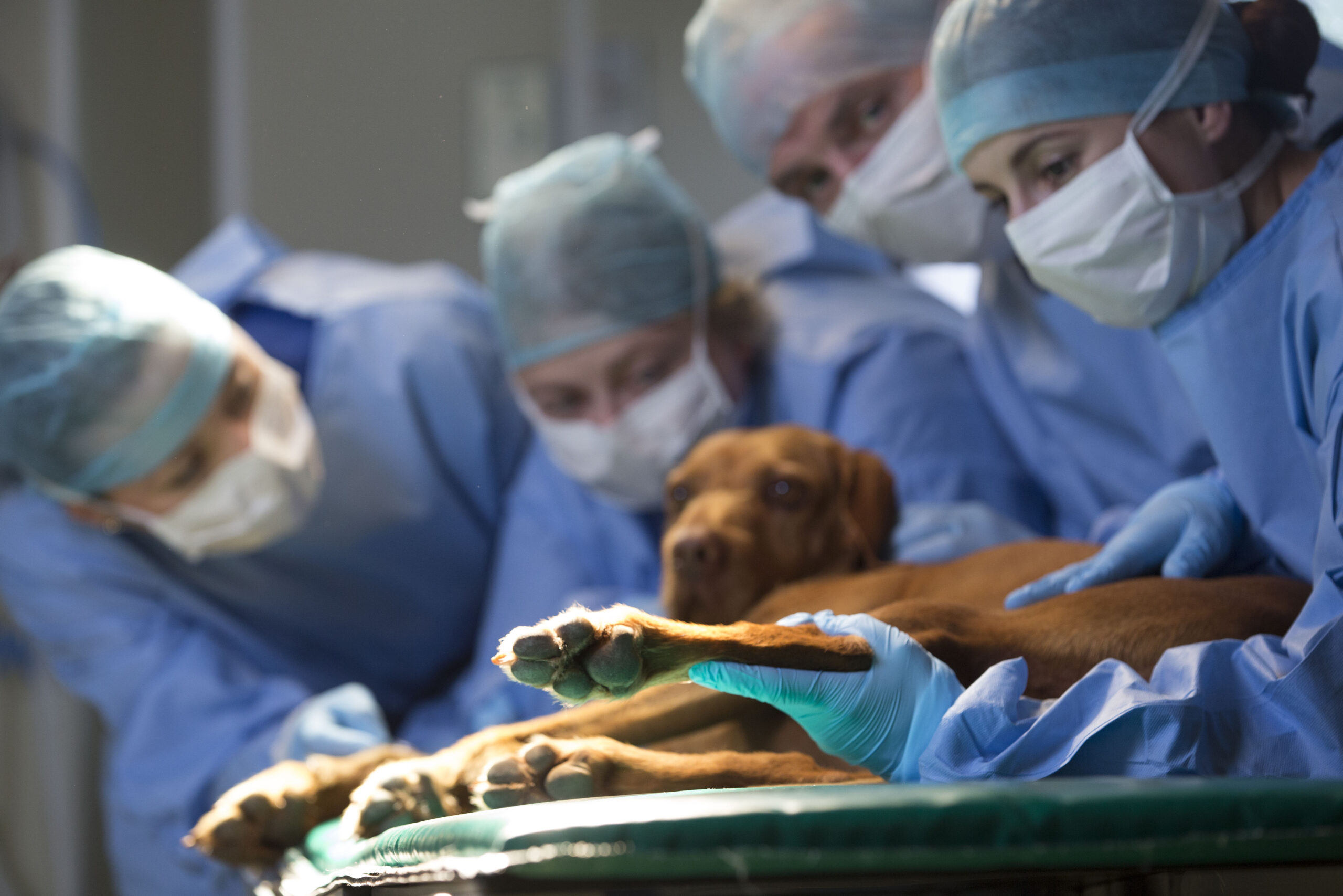 Хирургия животных