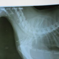 Клинический случай Эндоскопия кошка - фото 3