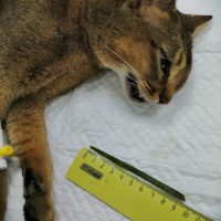 Клинический случай эндоскопия кошка - фото 1