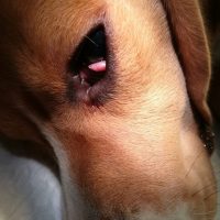 Пролапс слёзной железы у собаки
