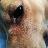 Пролапс слёзной железы у собаки