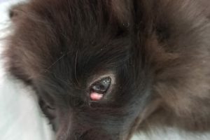 Пролапс слезной железы у собаки